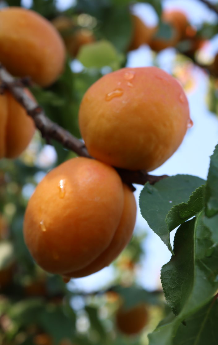 abricot pour confiture novae (1)
