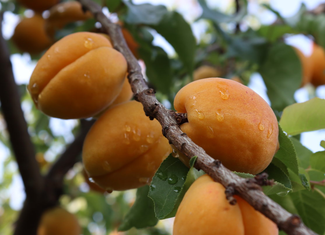 abricot pour confiture novae (2)